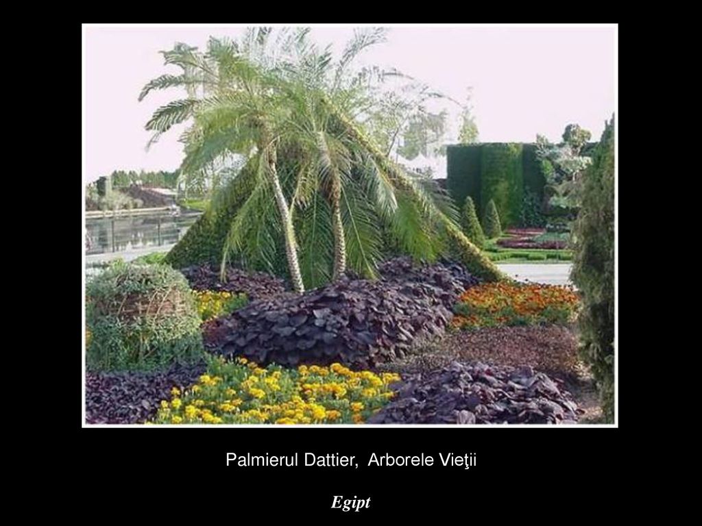 Palmierul Dattier, Arborele Vieţii Egipt