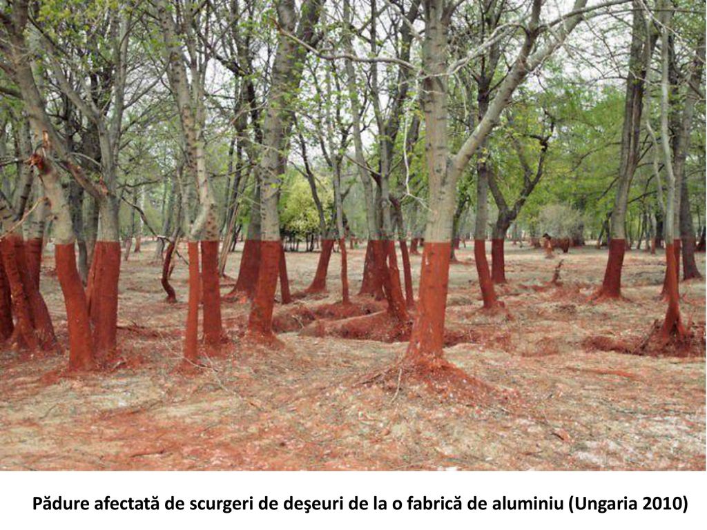 Pădure afectată de scurgeri de deşeuri de la o fabrică de aluminiu (Ungaria 2010)
