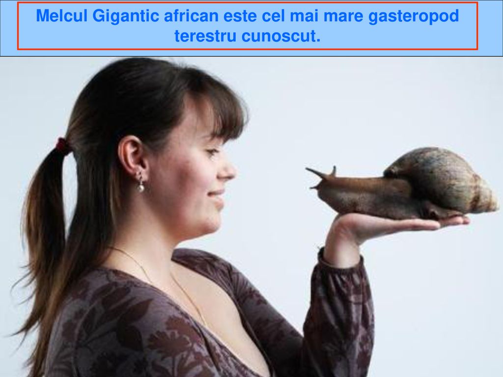 Melcul Gigantic african este cel mai mare gasteropod terestru cunoscut.