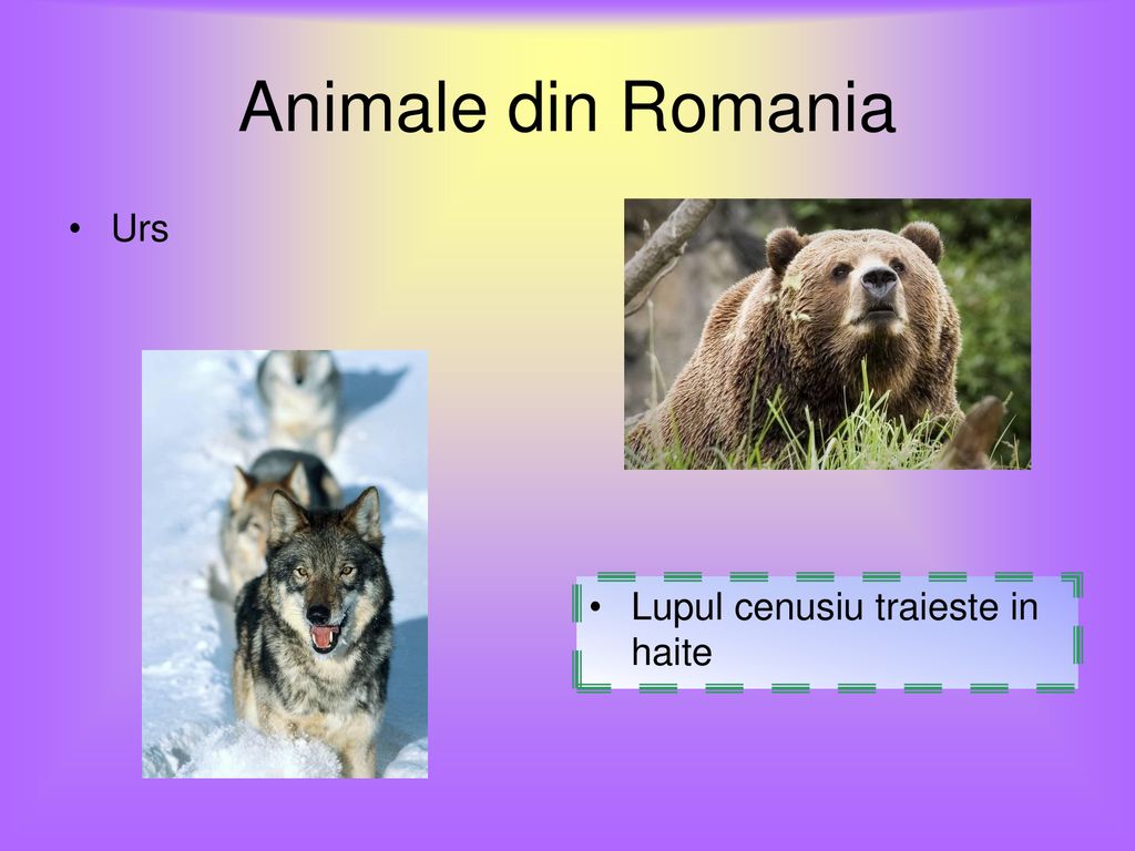 Animale din Romania Urs Lupul cenusiu traieste in haite