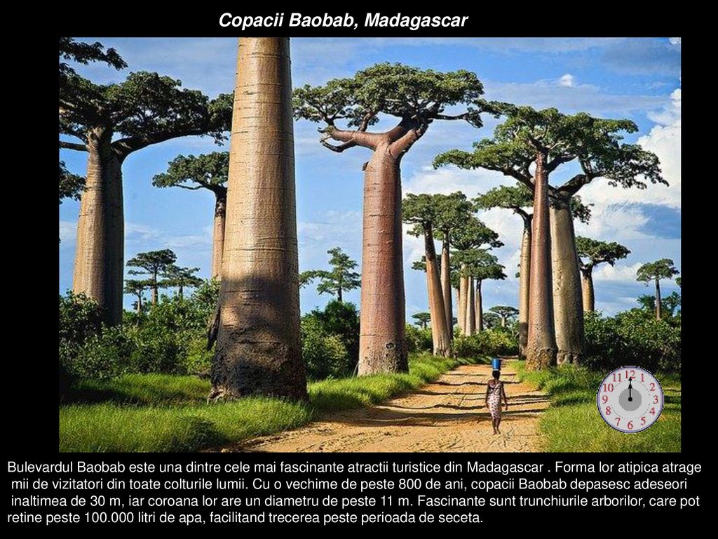 Copacii Baobab, Madagascar