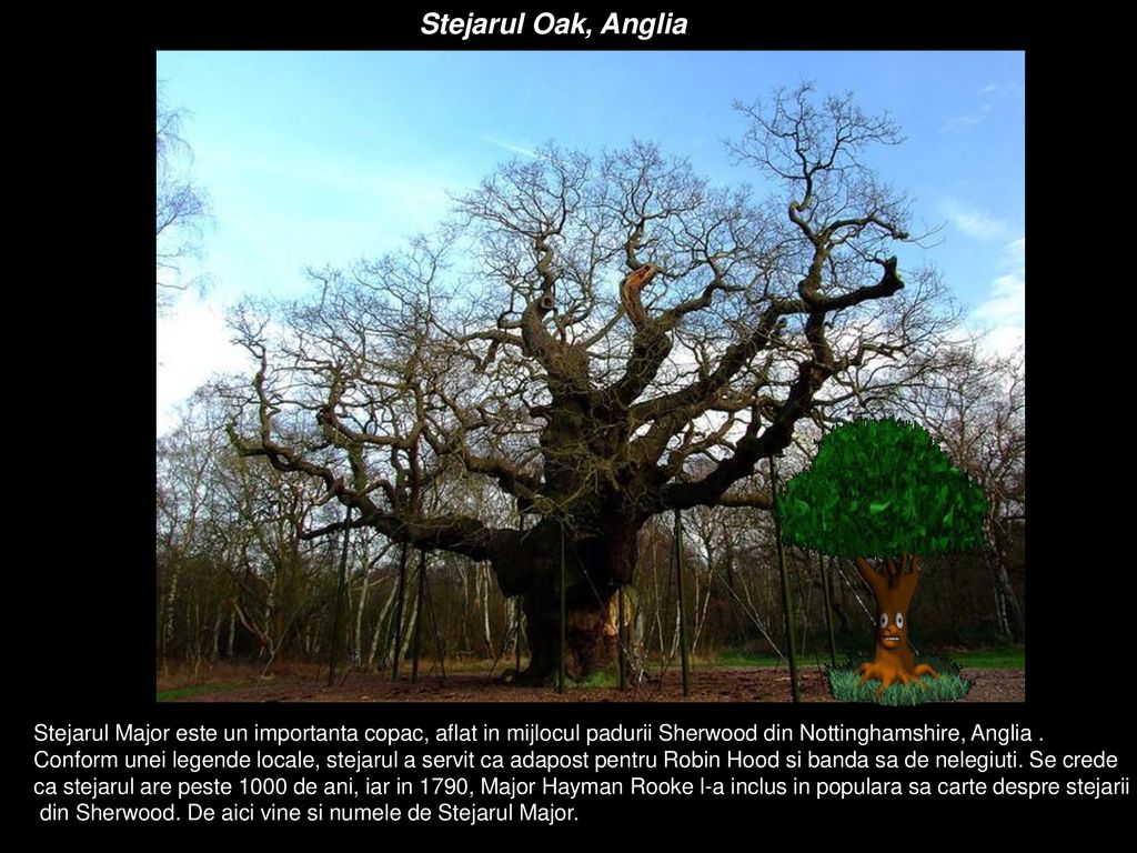 Stejarul Oak, Anglia Stejarul Major este un importanta copac, aflat in mijlocul padurii Sherwood din Nottinghamshire, Anglia .