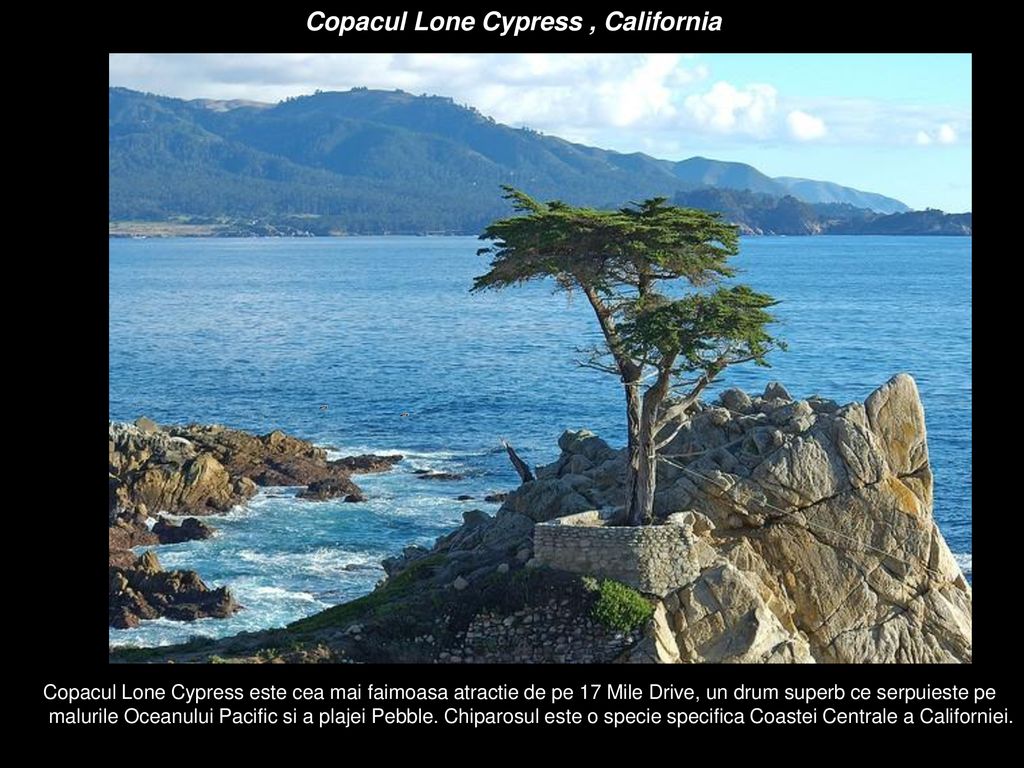 Copacul Lone Cypress , California
