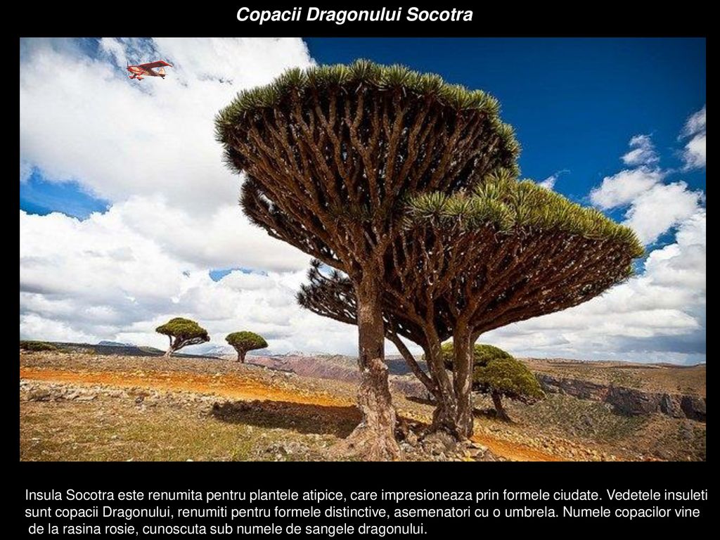 Copacii Dragonului Socotra