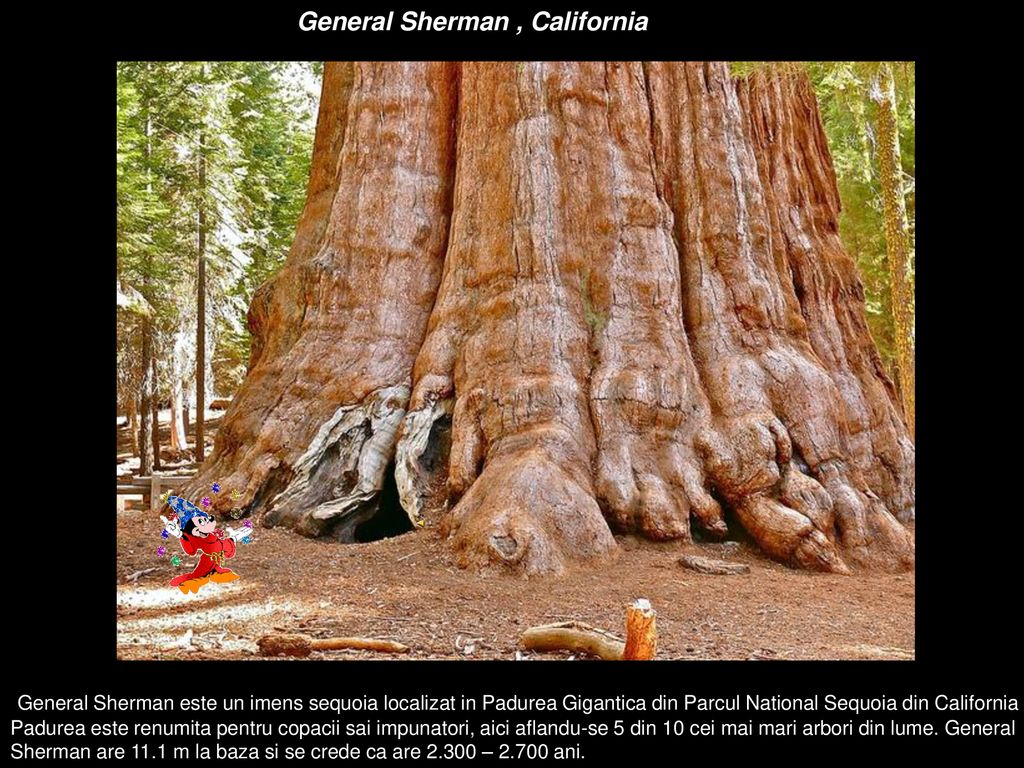 General Sherman , California