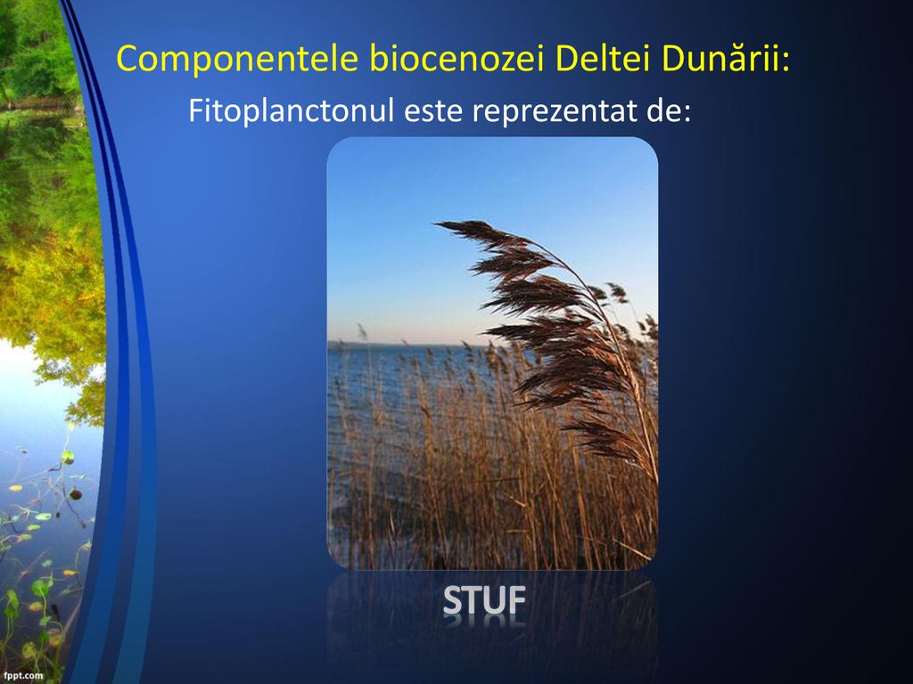 Componentele biocenozei Deltei Dunării: