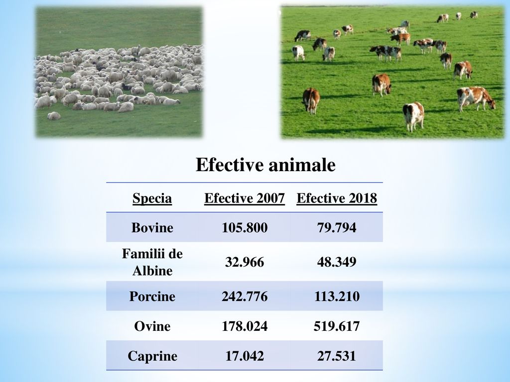 Efective animale Specia Efective 2007 Efective 2018 Bovine