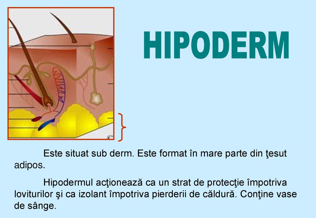 HIPODERM Este situat sub derm. Este format în mare parte din ţesut adipos.