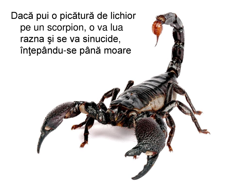 Dacă pui o picătură de lichior pe un scorpion, o va lua razna şi se va sinucide, înţepându-se până moare