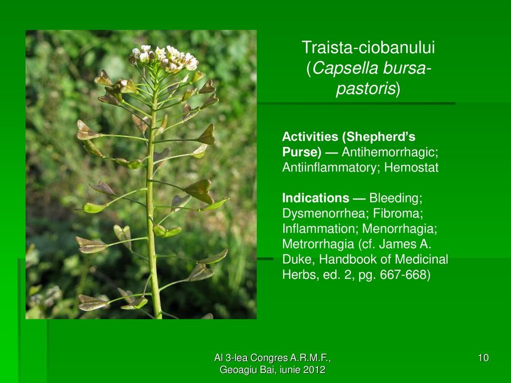 Traista-ciobanului (Capsella bursa-pastoris)