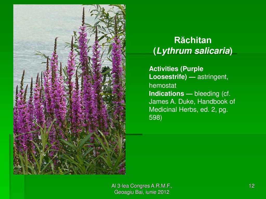 Răchitan (Lythrum salicaria)