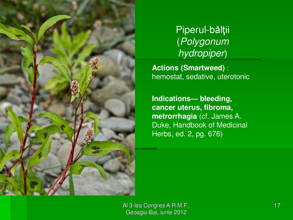 Piperul-bălţii (Polygonum hydropiper)