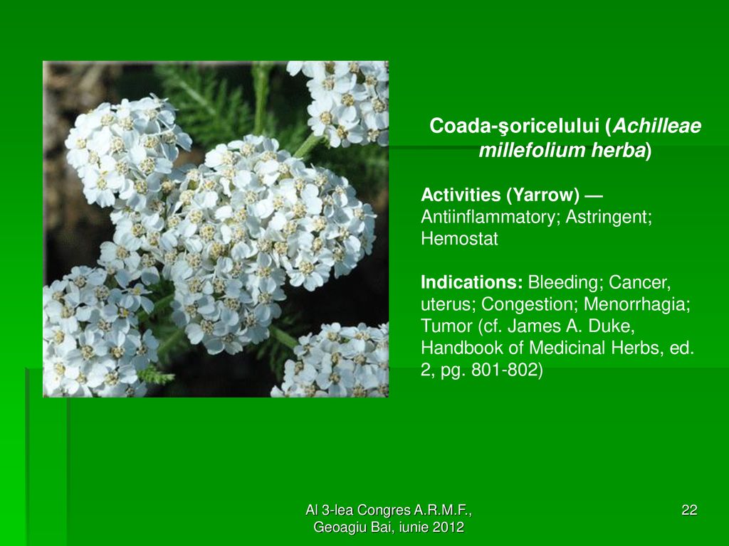 Coada-şoricelului (Achilleae millefolium herba)