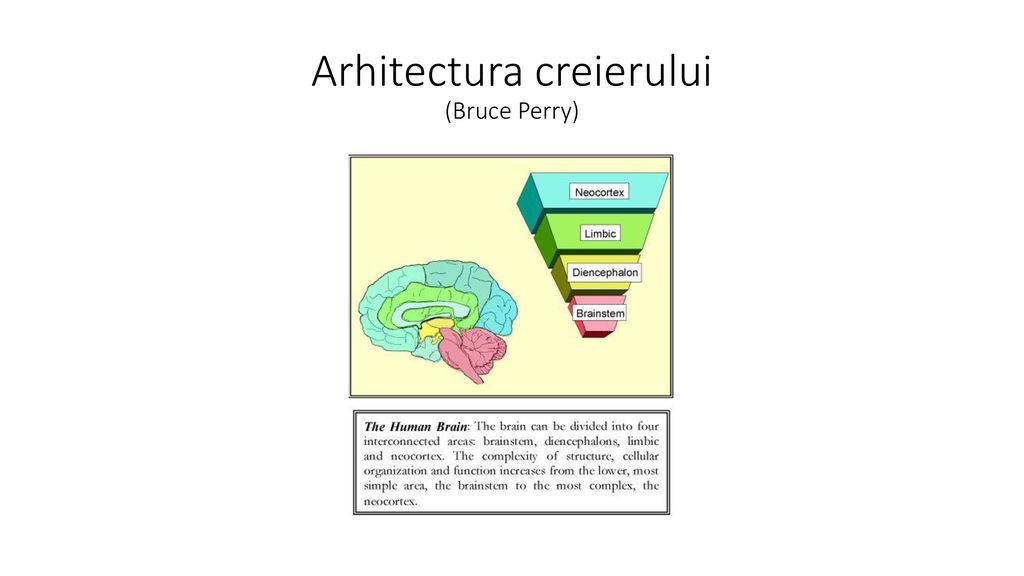 Arhitectura creierului (Bruce Perry)
