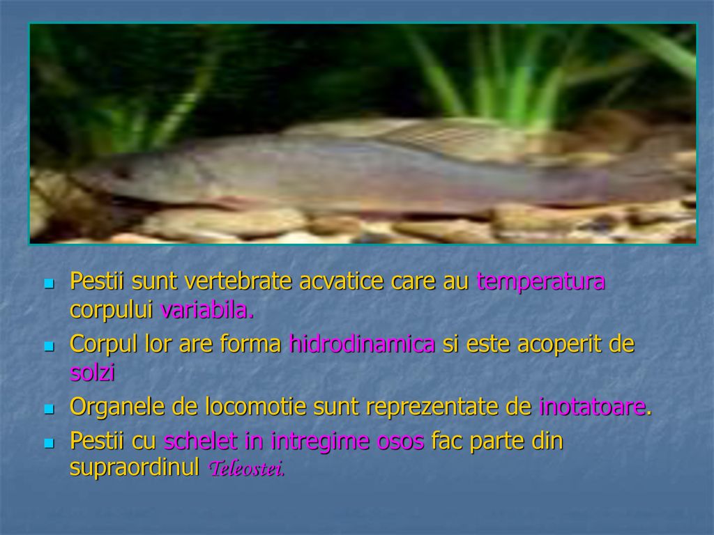 Pestii sunt vertebrate acvatice care au temperatura corpului variabila.
