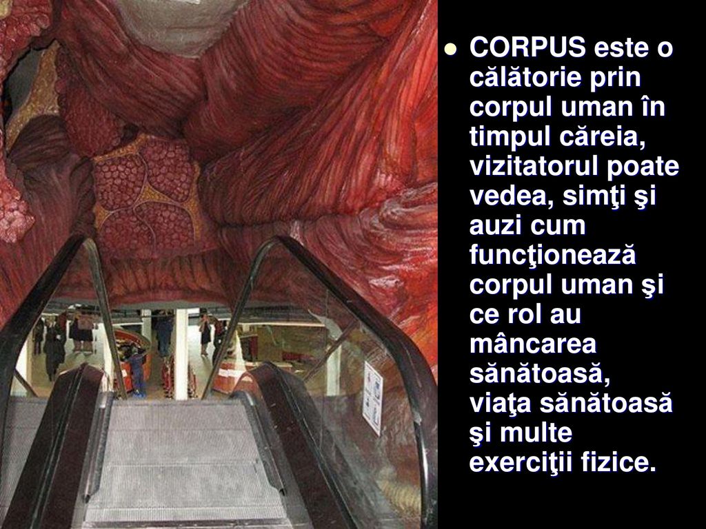 CORPUS este o călătorie prin corpul uman în timpul căreia, vizitatorul poate vedea, simţi şi auzi cum funcţionează corpul uman şi ce rol au mâncarea sănătoasă, viaţa sănătoasă şi multe exerciţii fizice.