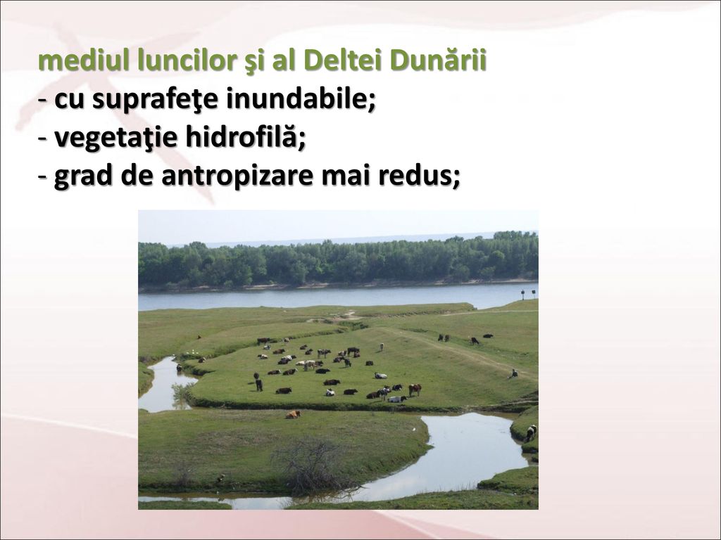 mediul luncilor şi al Deltei Dunării