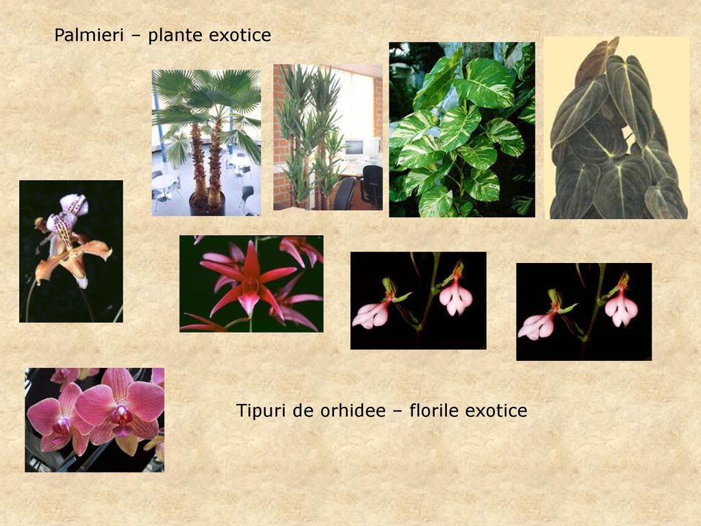 Palmieri – plante exotice