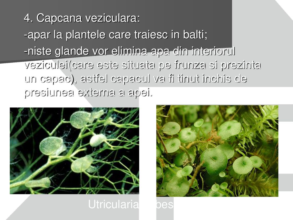 4. Capcana veziculara: -apar la plantele care traiesc in balti;