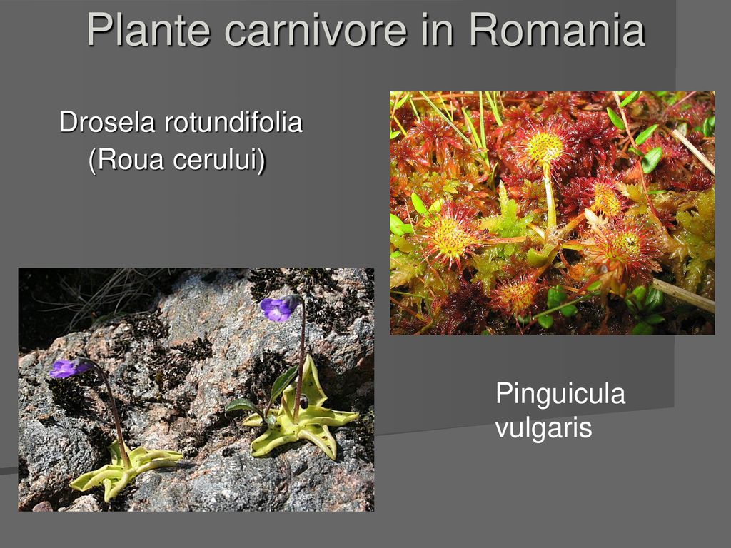 Plante carnivore in Romania