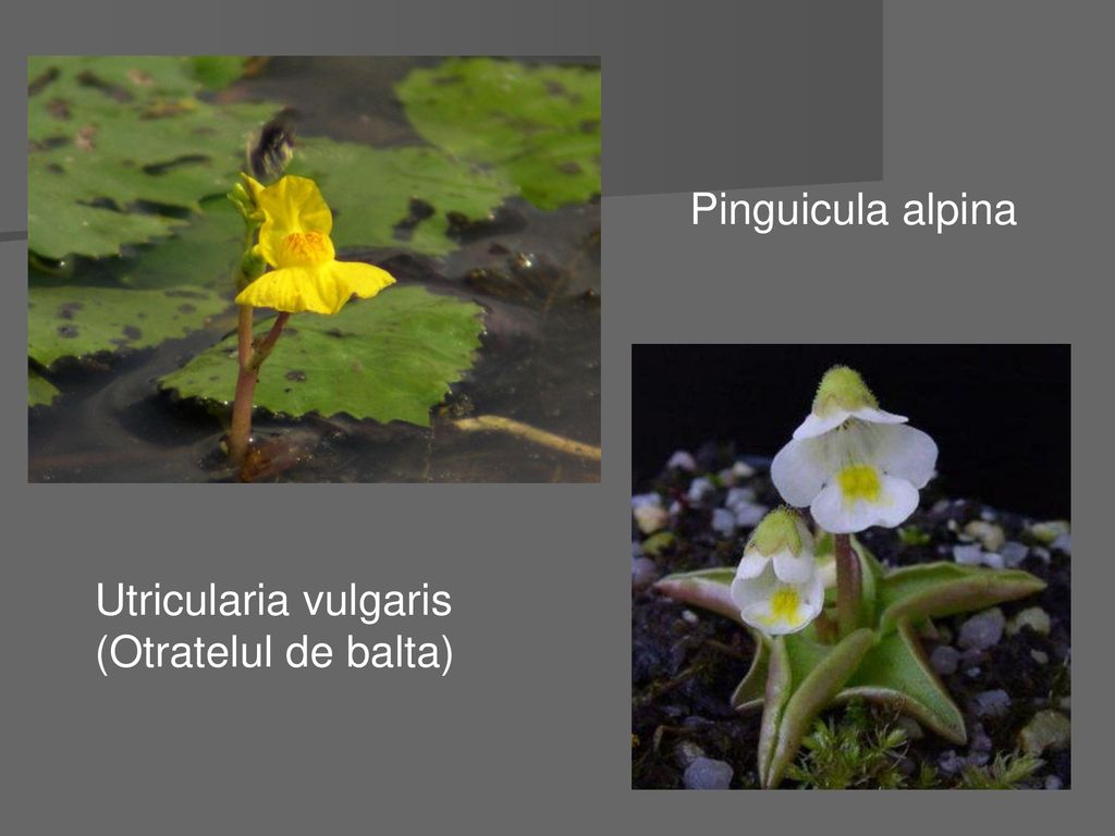 Pinguicula alpina Utricularia vulgaris (Otratelul de balta)