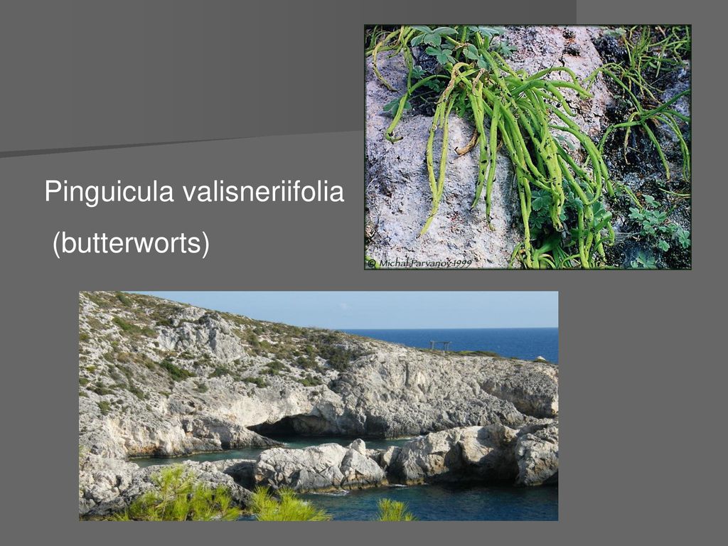Pinguicula valisneriifolia