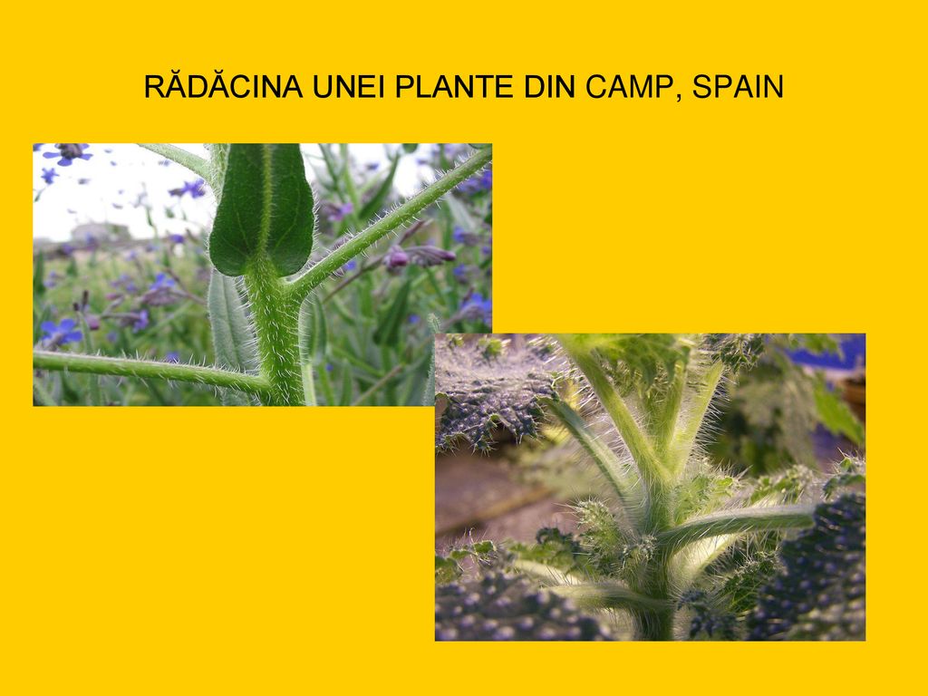 RĂDĂCINA UNEI PLANTE DIN CAMP, SPAIN