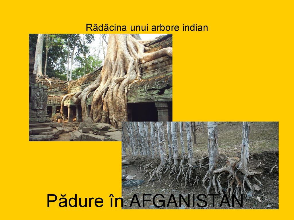 Rădăcina unui arbore indian