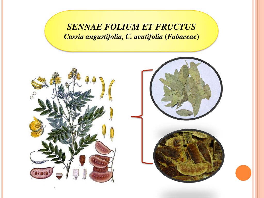 SENNAE FOLIUM ET FRUCTUS Cassia angustifolia, C. acutifolia (Fabaceae)