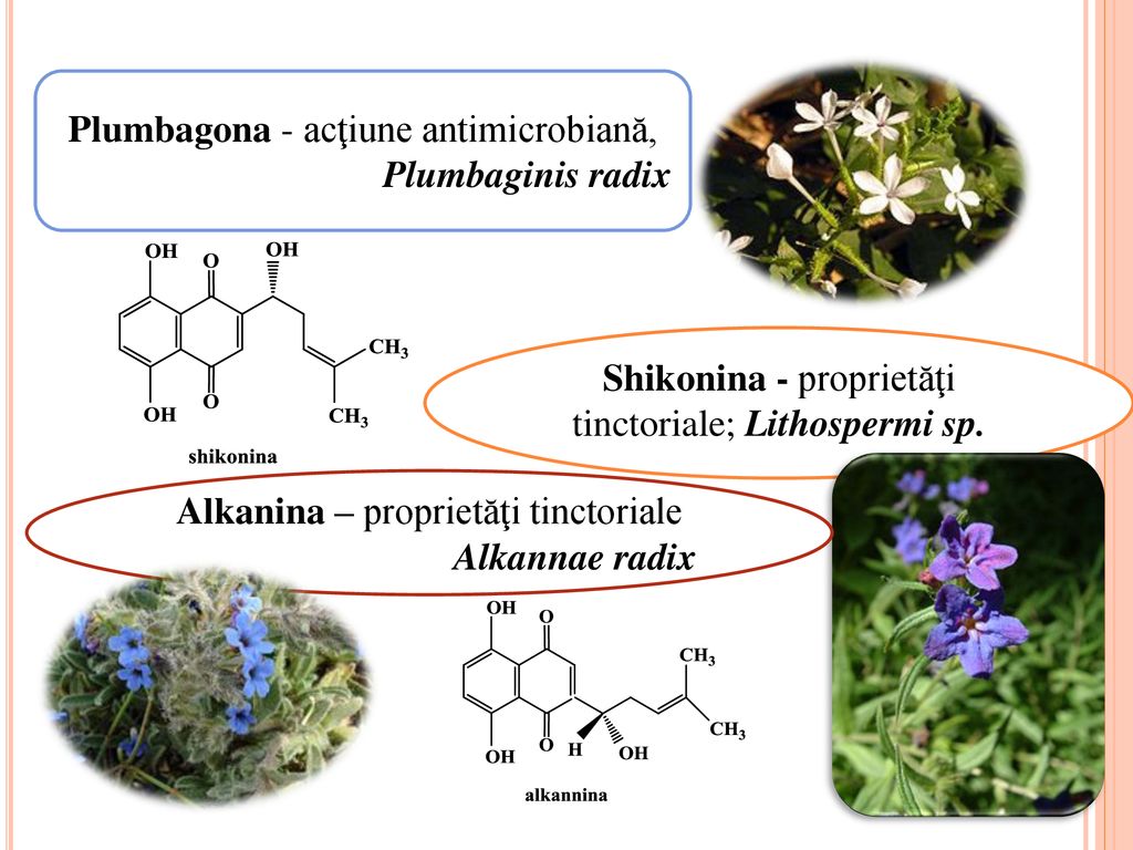 Plumbagona - acţiune antimicrobiană, Plumbaginis radix