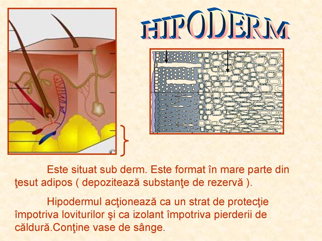 HIPODERM Este situat sub derm. Este format în mare parte din ţesut adipos ( depozitează substanţe de rezervă ).