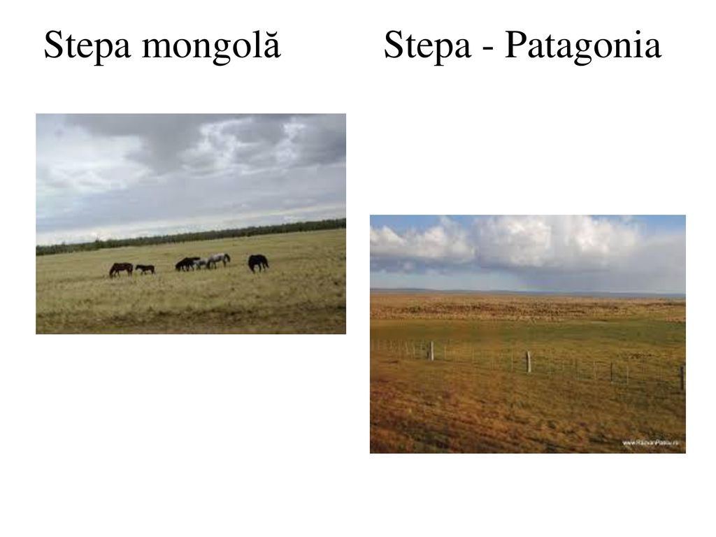 Stepa mongolă Stepa - Patagonia