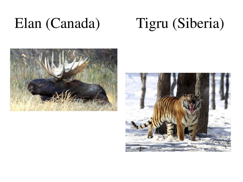 Elan (Canada) Tigru (Siberia)